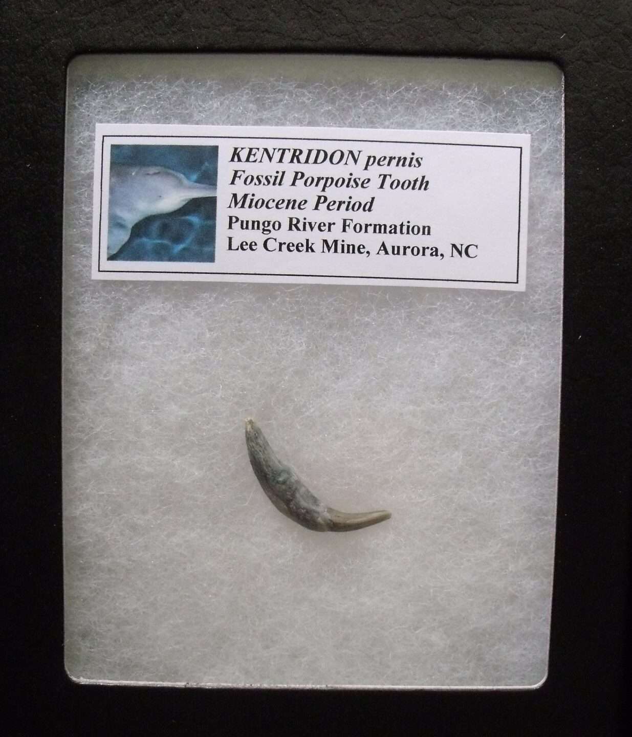 Fossil Dolphin Tooth