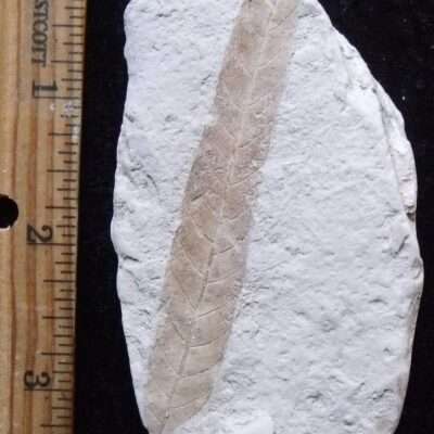 Fossil Willow Leaf