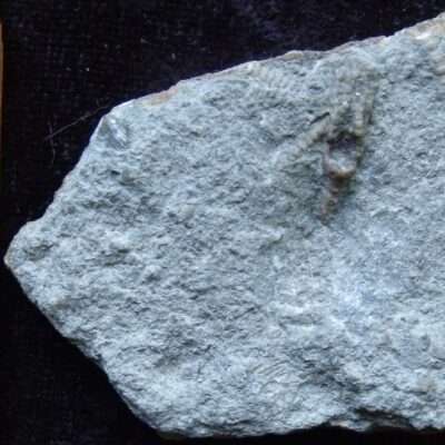Small Fossil crinioid