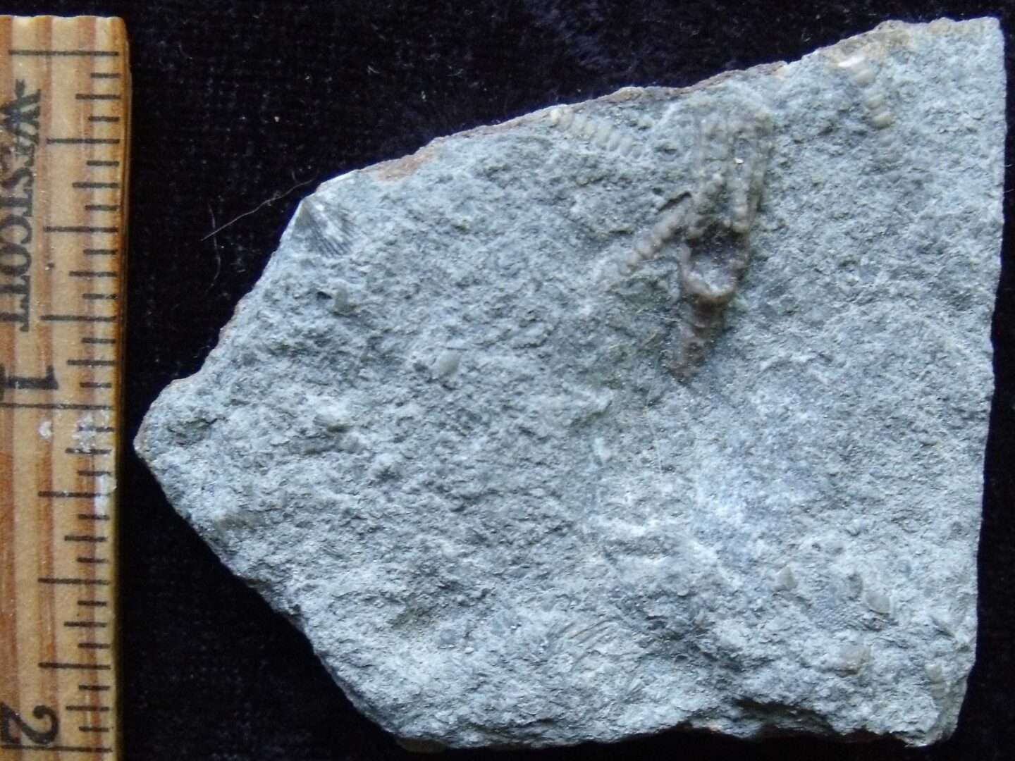 Small Fossil crinioid