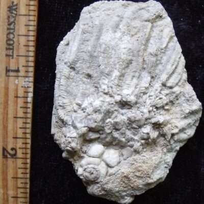 Double Sided Crinoid Fossil