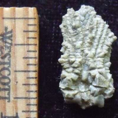 Linocrinus Crinoid Fossil