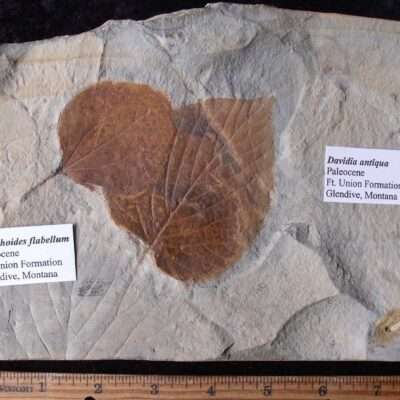 Two Fossil Leaves