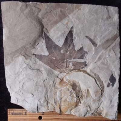 Fossil Sycamore Leaf