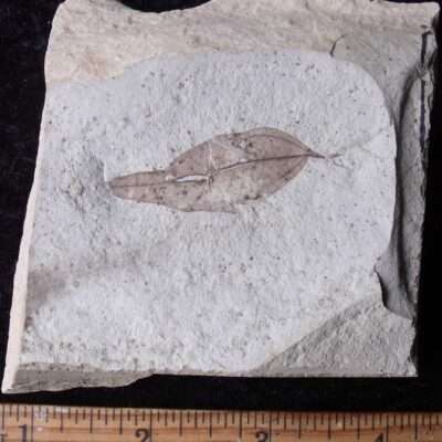 Fossil Elm Leaf