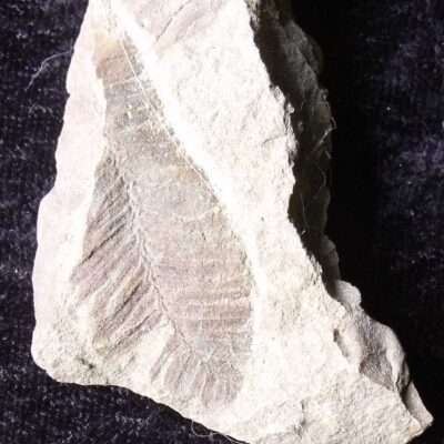 Rare Alaska Fossil Metasequoia