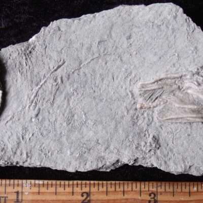 Two Detailed Crinoid Fossils