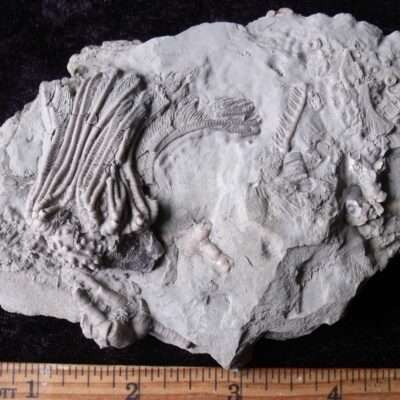 Platycrinites Crinoid Fossil