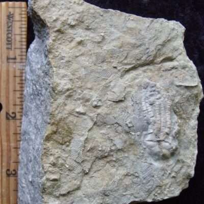 Unidentified Alabama Crinoid