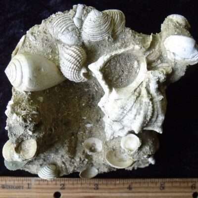 Cyprus Fossil Reef