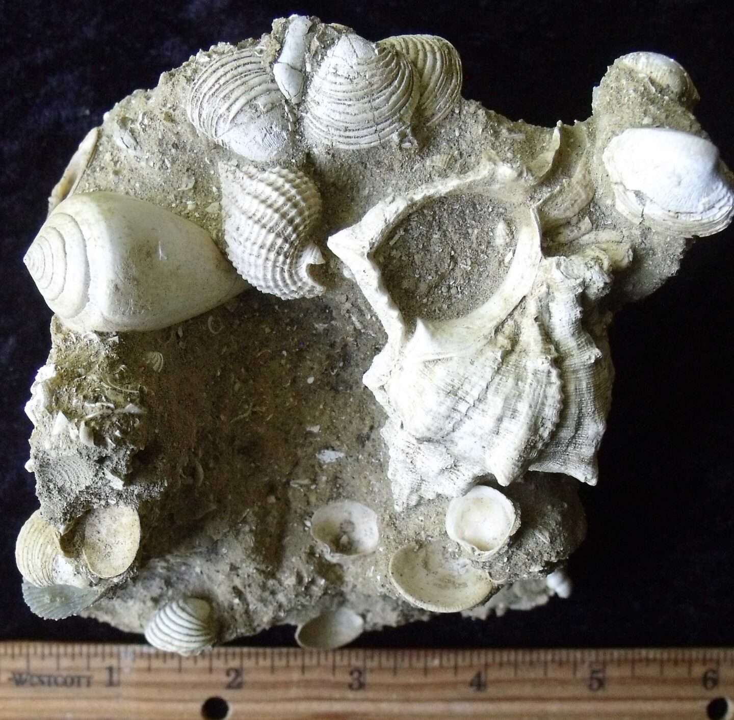 Cyprus Fossil Reef