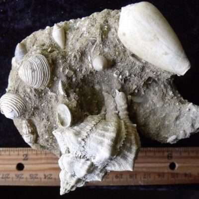 Detailed Fossils from Cyprus