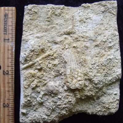 Alabama Crinoid Fossil