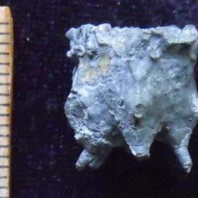 Gilbertsocrinus Fossil Calyx