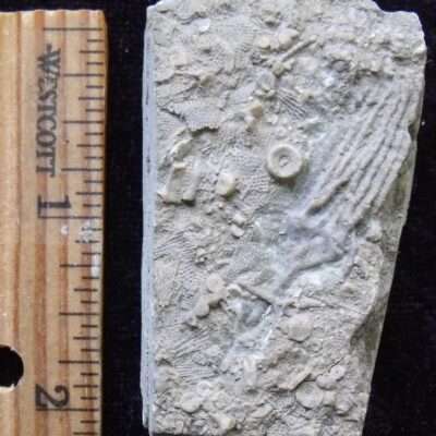 Detailed Alabama Crinoid