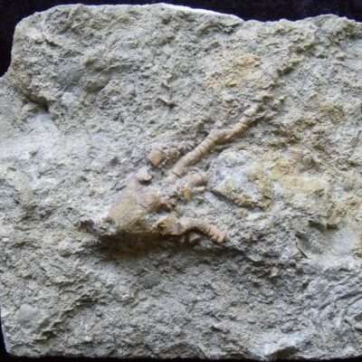 Affordable Alabama Crinoid