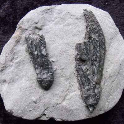 Two Scytalocrinus Crinoid