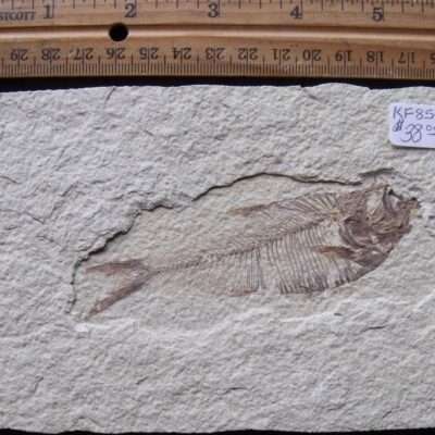 4 3/16 Fossil Diplomystus