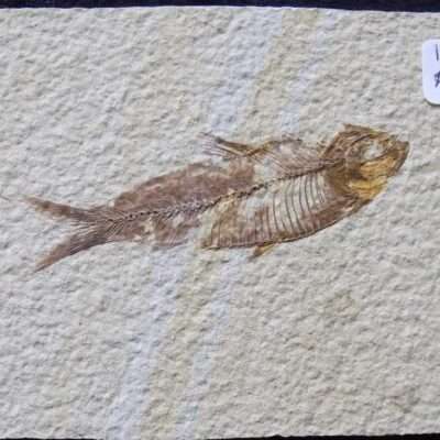 2 3/4 Fossil Fish
