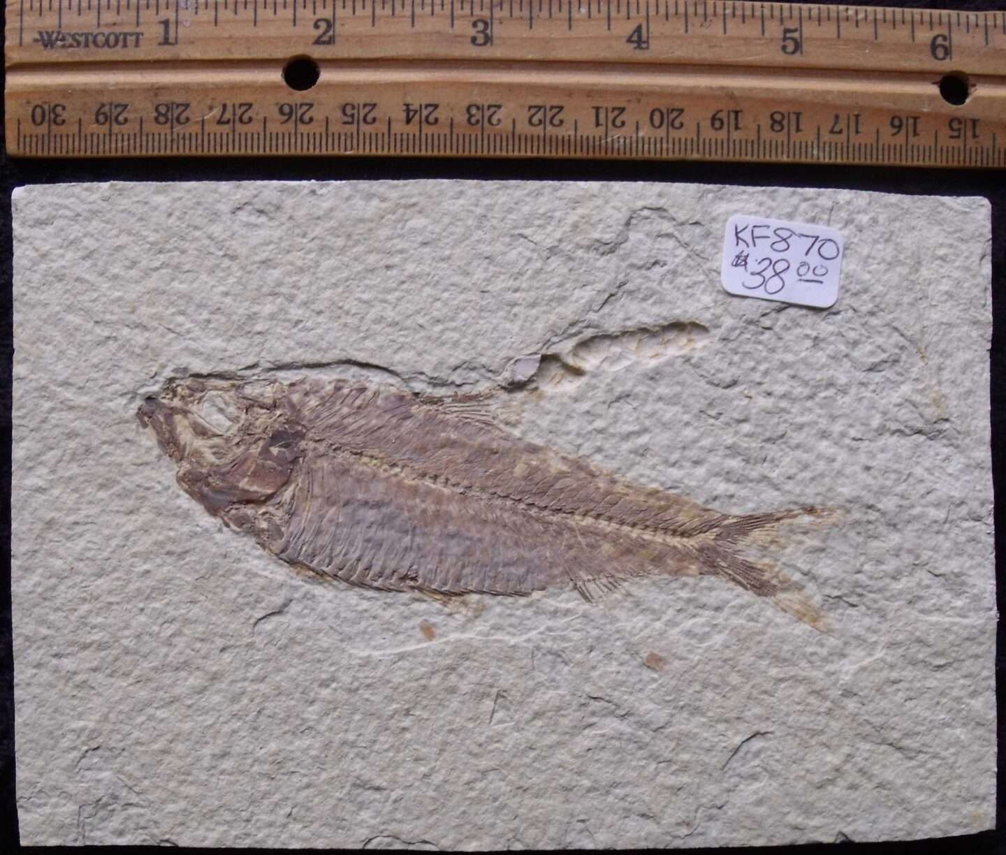 4 1/4 Inch Knightia Alta