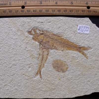 Double Fossil Knightia Fish