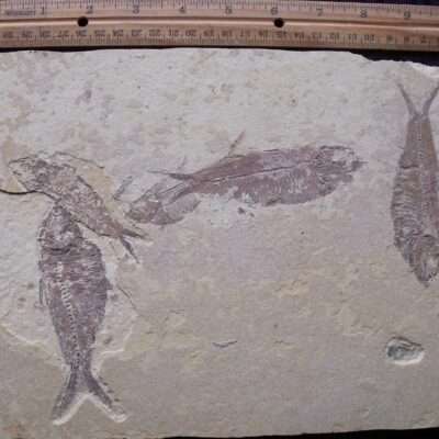 5 Fossil Fish Plate