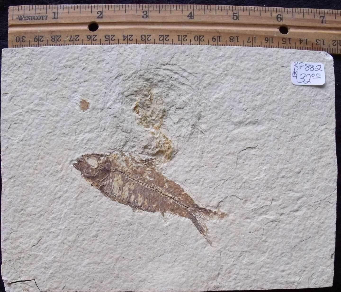 3 1/8 Fossil Fish