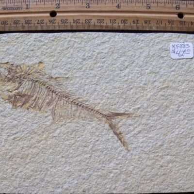 5 Inch Diplomystus Fossil