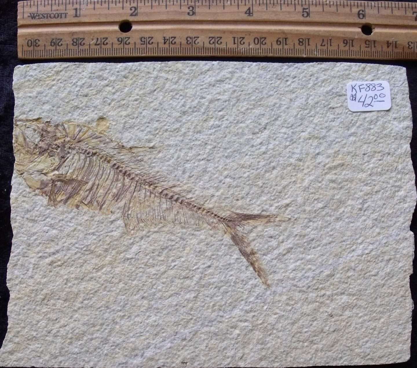 5 Inch Diplomystus Fossil