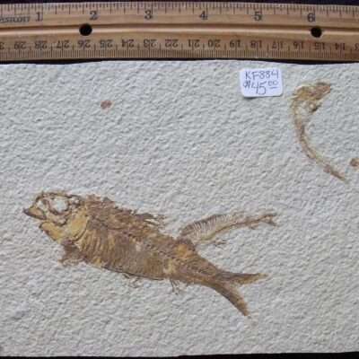 Triple Fossil Fish