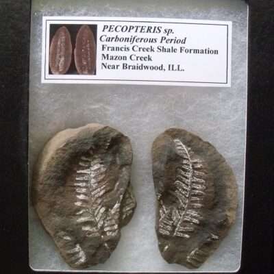 Split Pair Fossil Fern