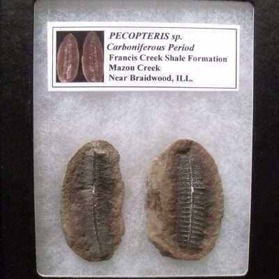 Pecopteris Split Pair