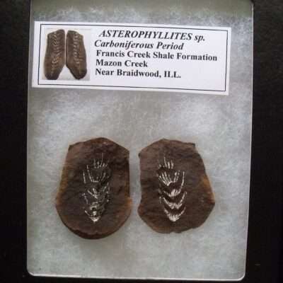 Fossil Astrophyllites Fern