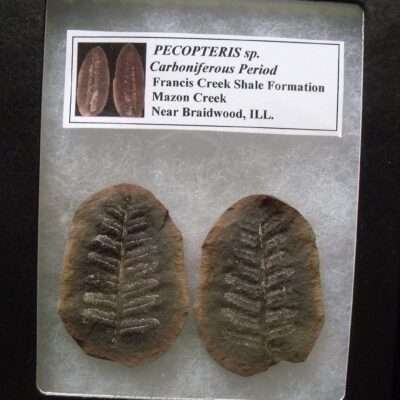 Pecopteris Fossil Split Pair