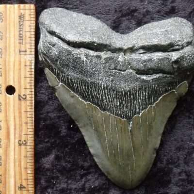 4 1/2 inch Megalodon