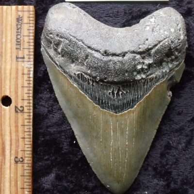 4 Inch Megalodon Tooth