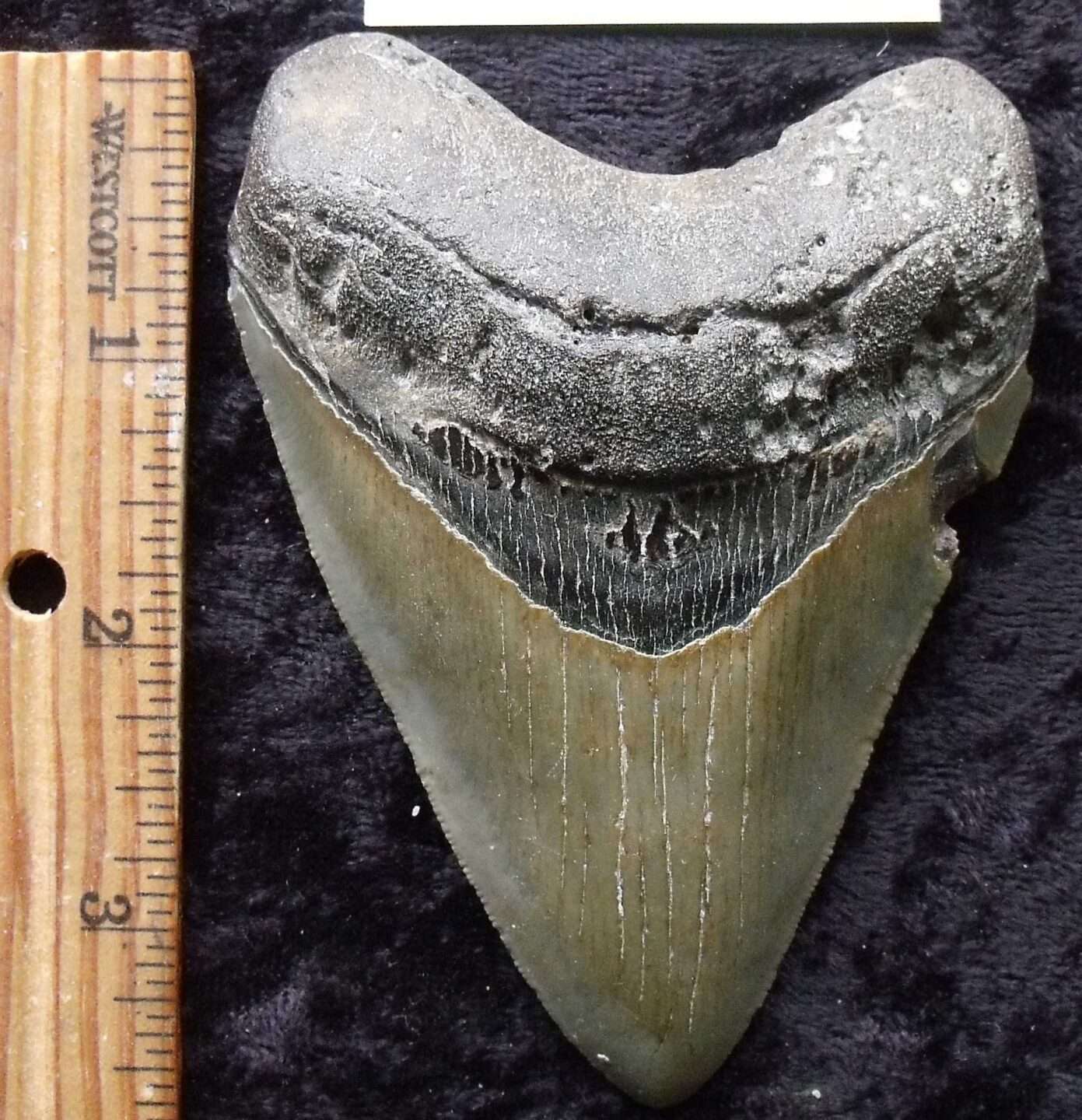 4 Inch Megalodon Tooth