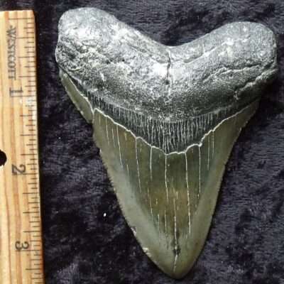 3 7/8 Megalodon tooth