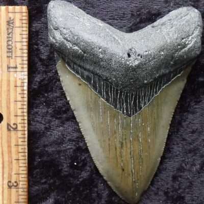 Megalodon Tooth 3 7/8