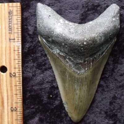 3 5/8 Megalodon Tooth