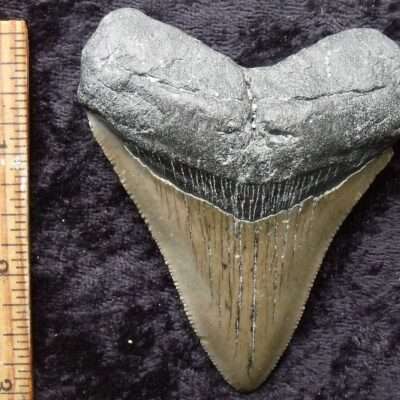 3 1/2 Megalodon Tooth