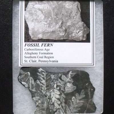 Fossil Fern Group
