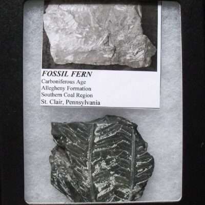Fossil Fern Leaf