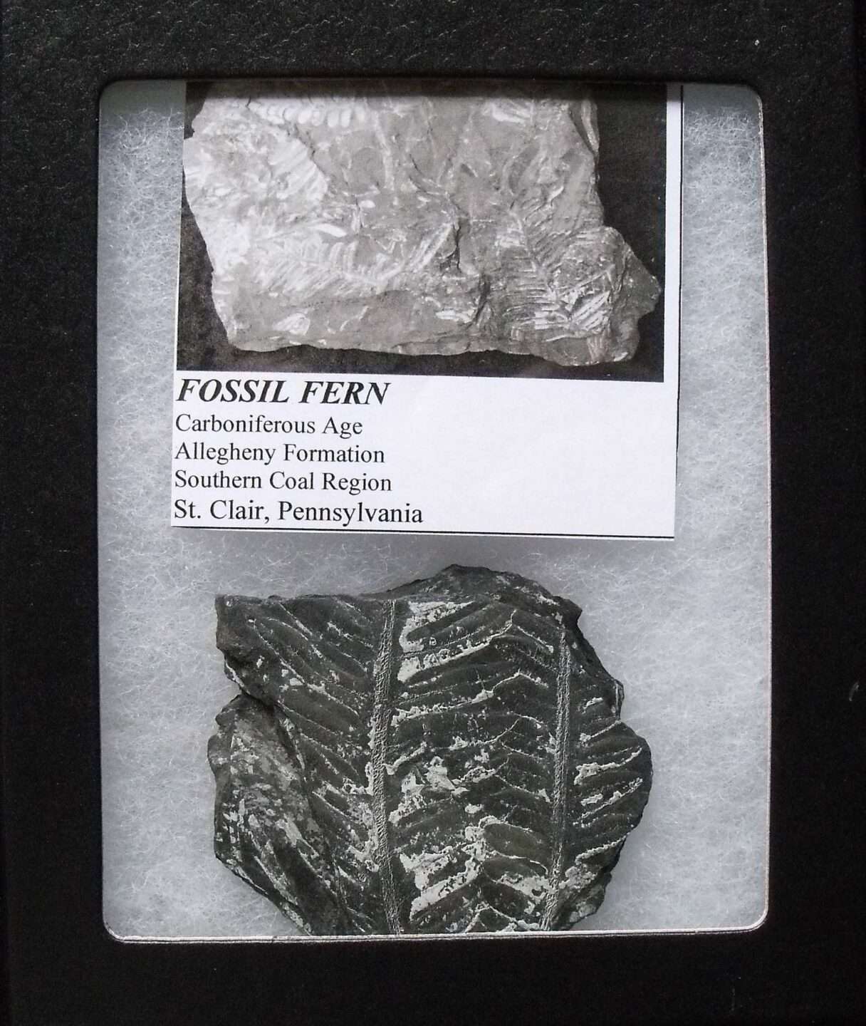 Fossil Fern Leaf