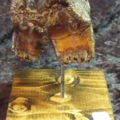 Rooted Rhinoceros Tooth Fossil