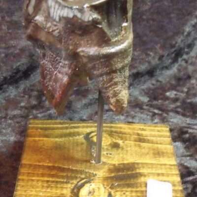 Rhinoceros Tooth Fossil