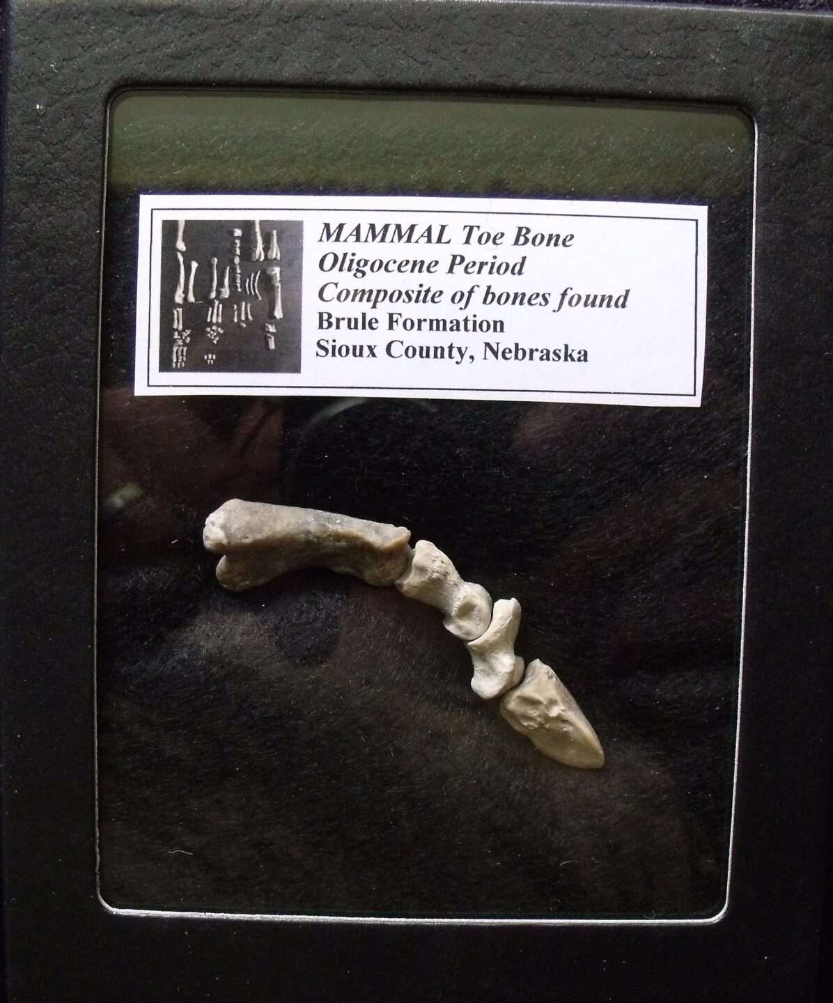 Mammal Toe Bones