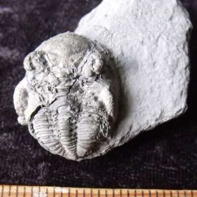 Greenops with Pyrite