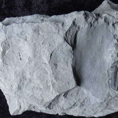 Eldredgeops Fossil Trilobite