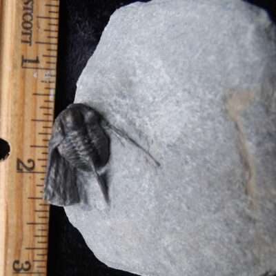 Cyphaspis Trilobite Fossil